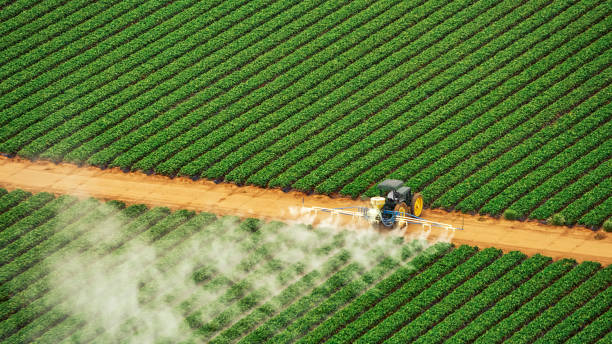Best Local Pest Control Services  in New London, IA