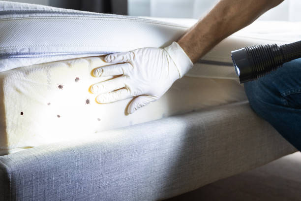 Best Emergency Pest Control  in New London, IA