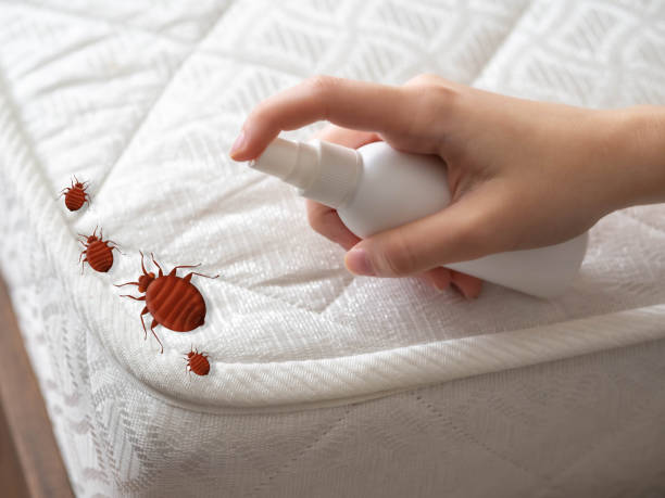 Best Affordable Pest Control Services  in New London, IA