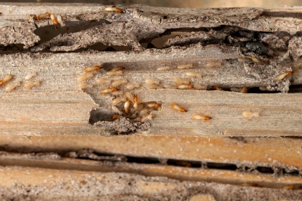 Best Best Pest Control Companies  in New London, IA